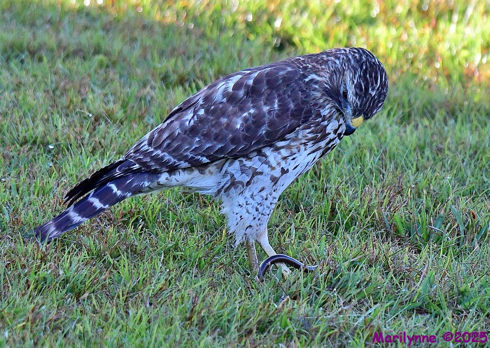 DSC_1675_001.JPG
