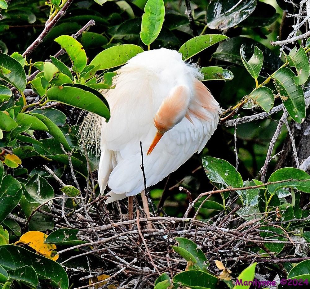 DSC_1676_001.JPG