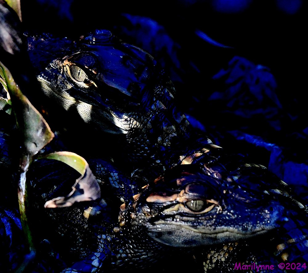 DSC_1676_001.JPG
