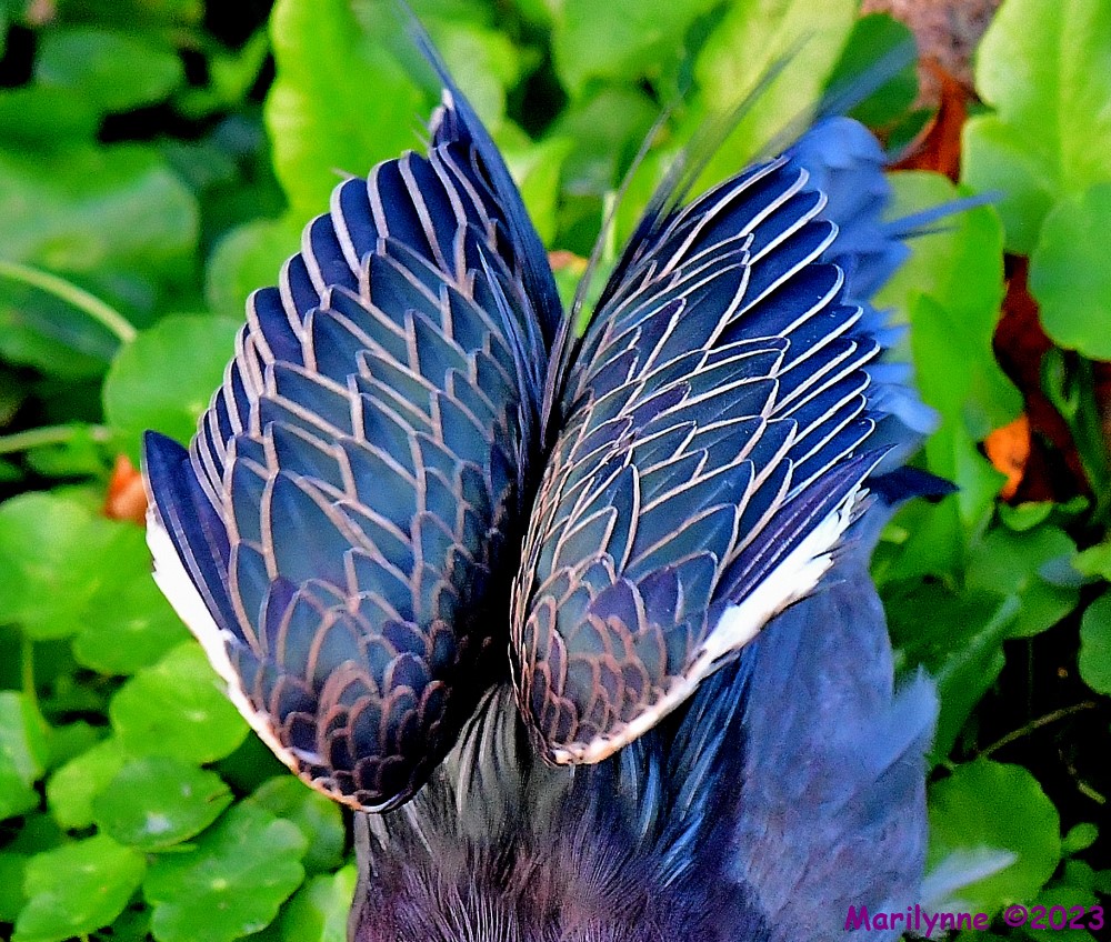 DSC_1677_001.JPG