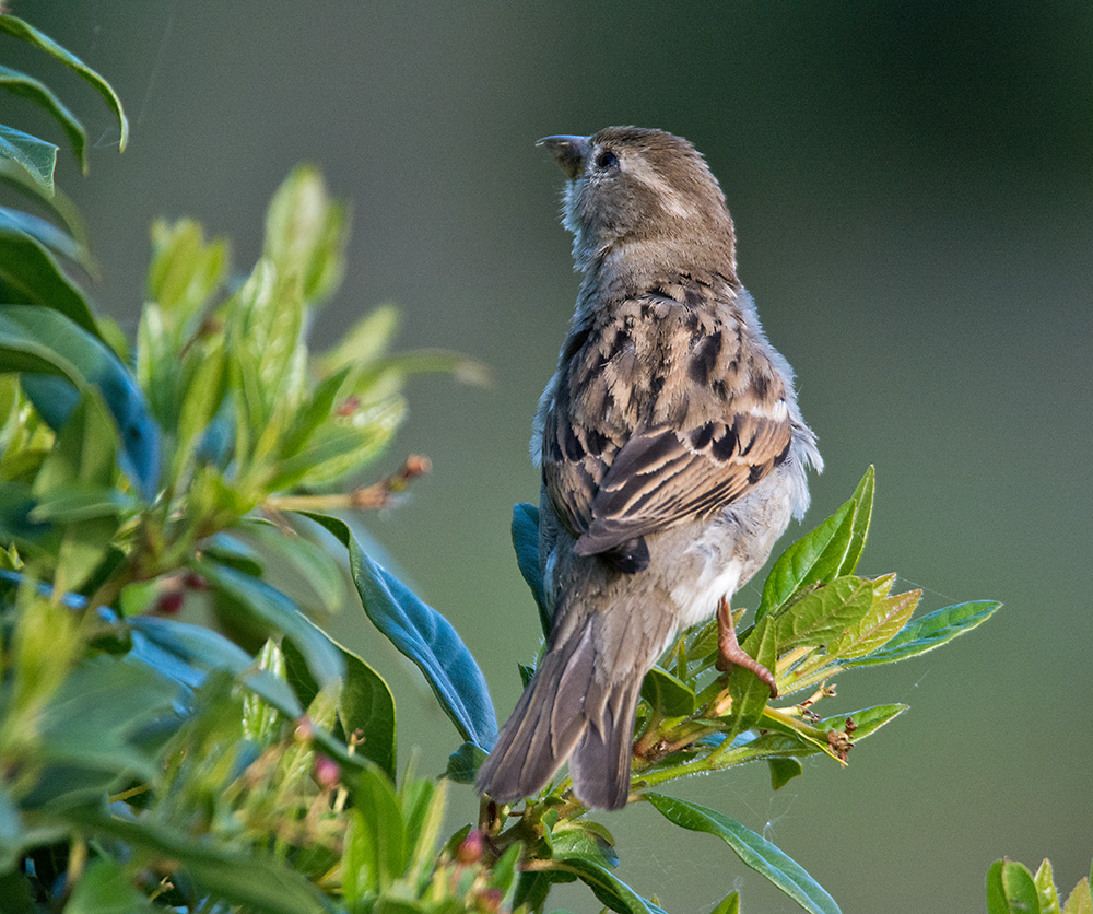 DSC_1680.jpg