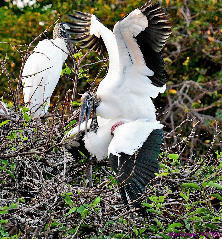 DSC_1682_001.JPG