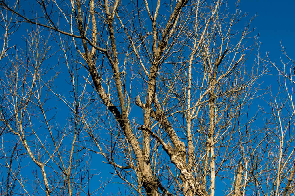 DSC_1682_150128_1024_001.jpg