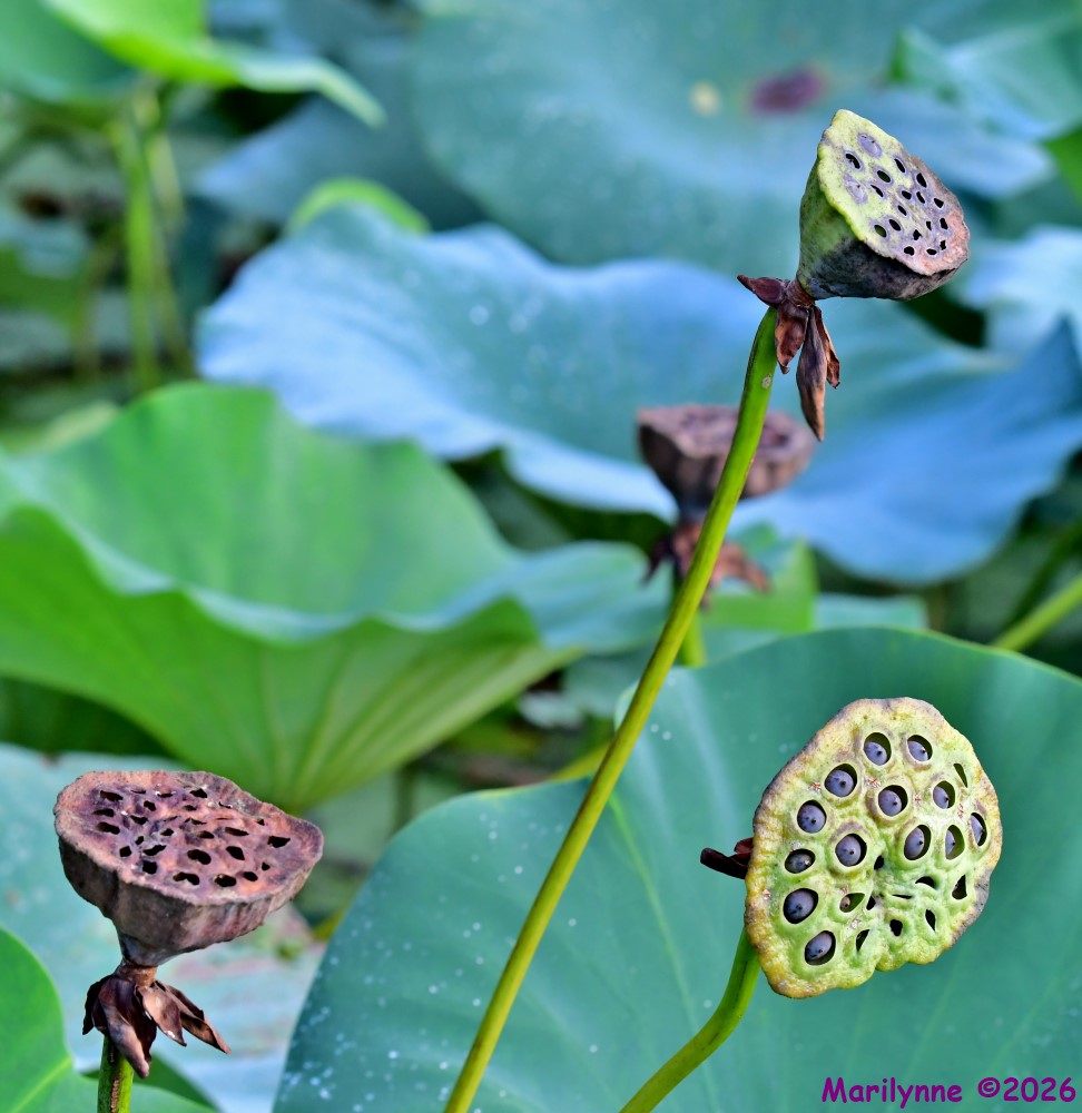 DSC_1687_stitch_001.JPG