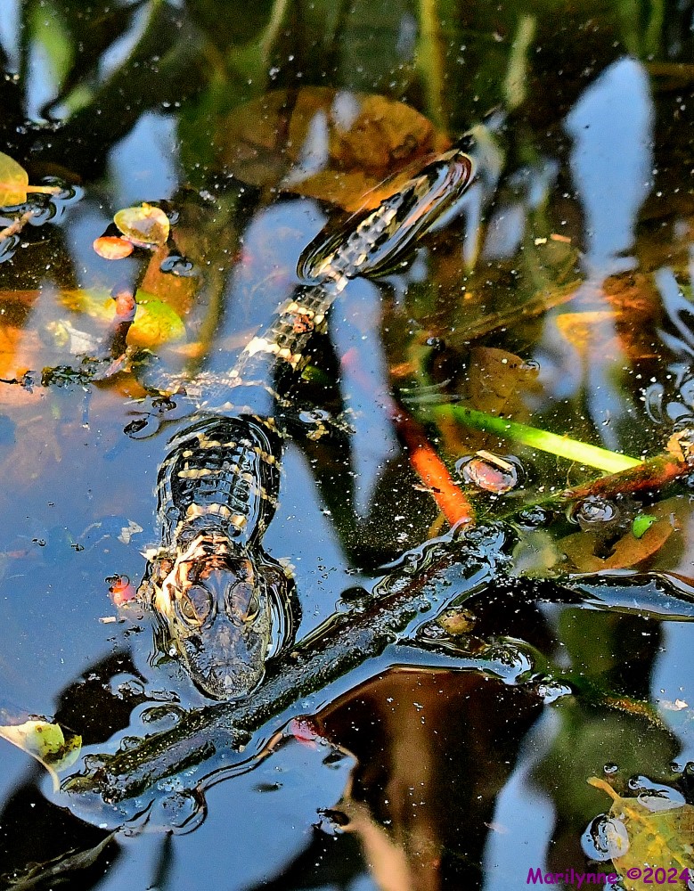 DSC_1688_001.JPG