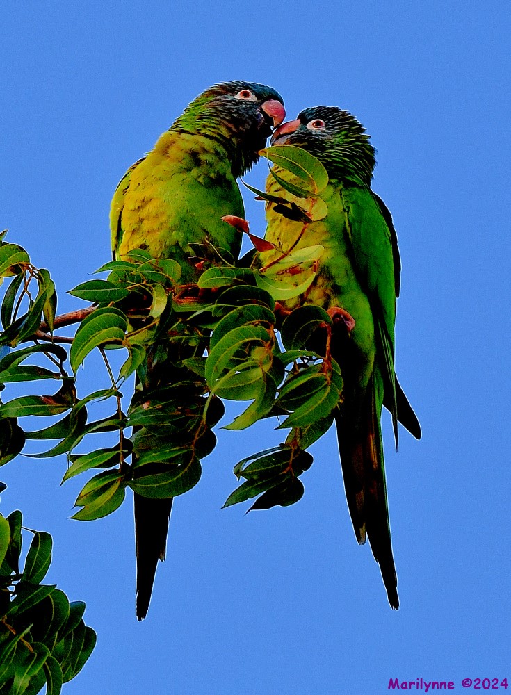 DSC_1690_001.JPG