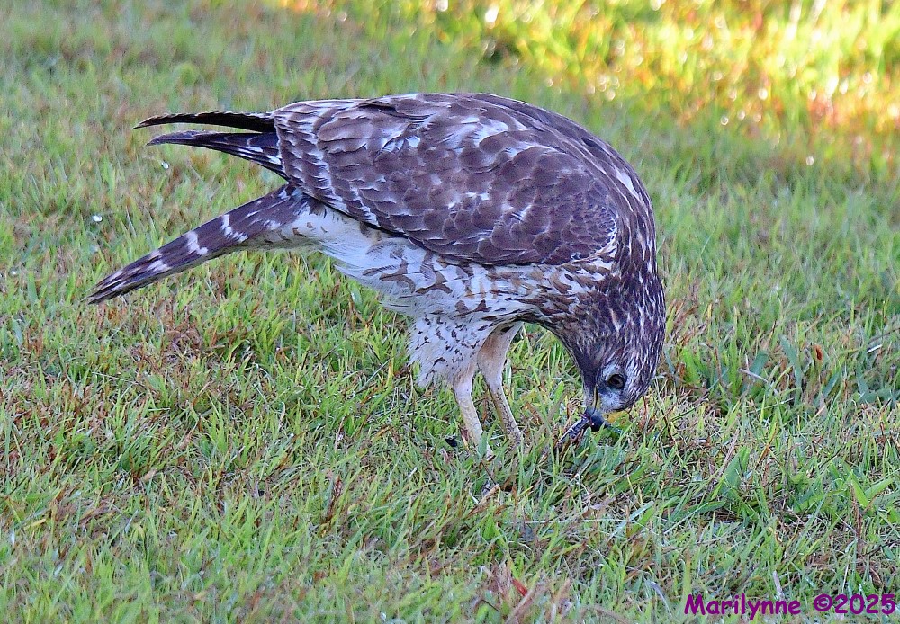 DSC_1690_001.JPG