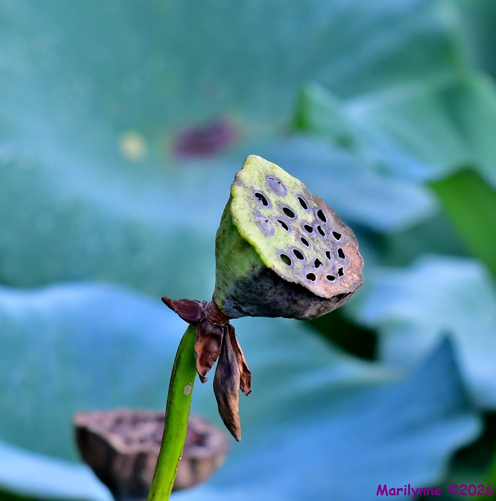 DSC_1690_001.JPG