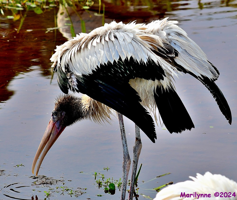 DSC_1691_001.JPG