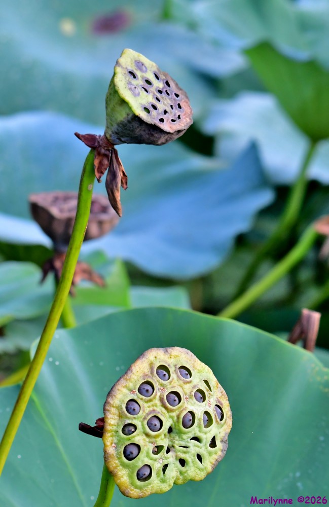 DSC_1691_001.JPG