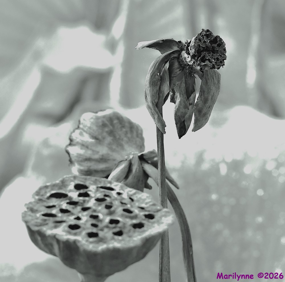 DSC_1693_001.JPG