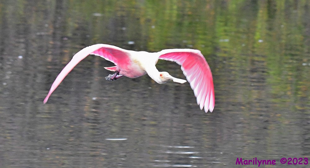 DSC_1697_001.JPG