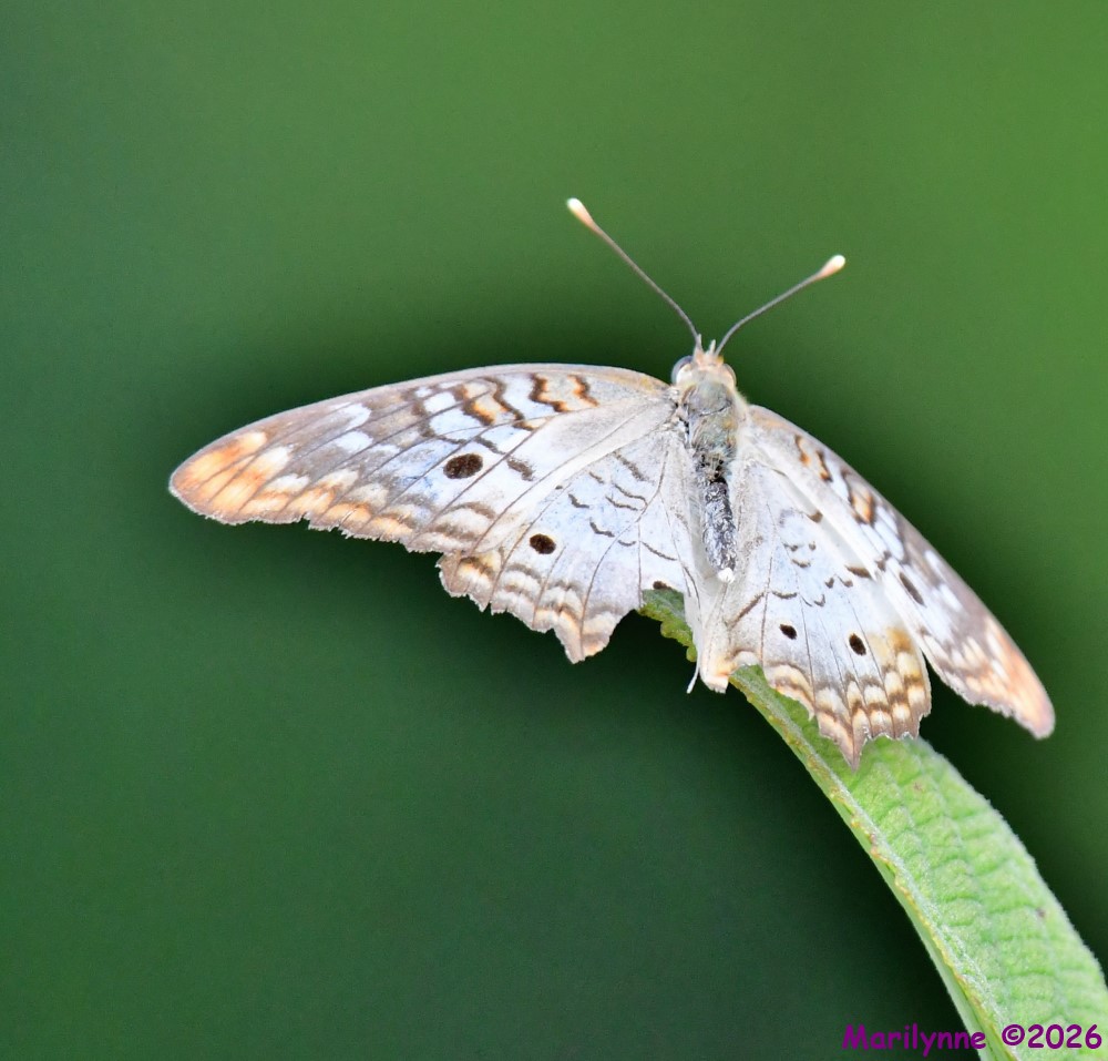DSC_1697_001.JPG