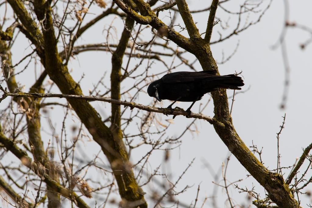 DSC_1699.jpg