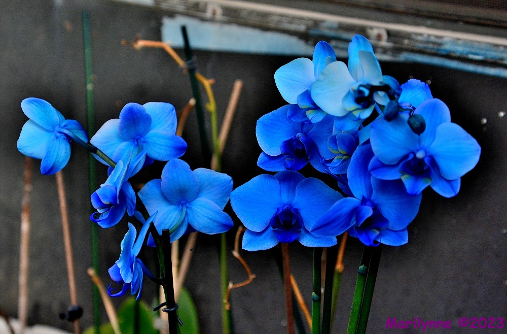 DSC_1699_001.JPG