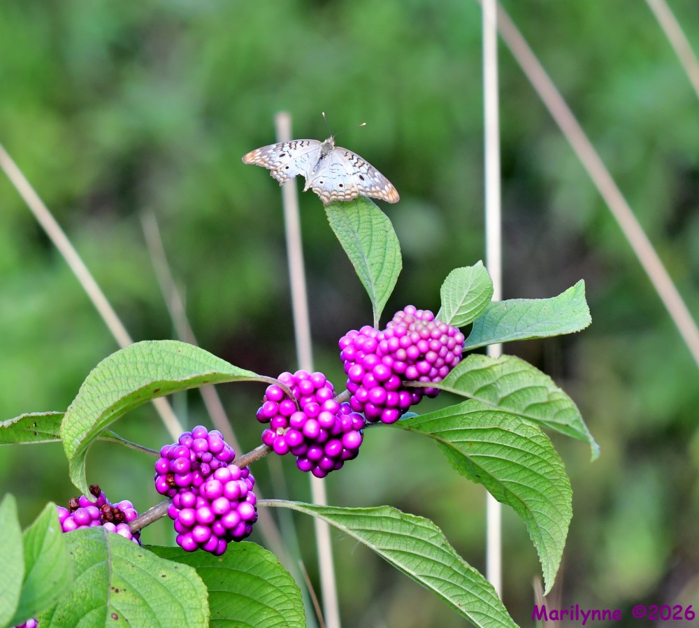 DSC_1699_001.JPG