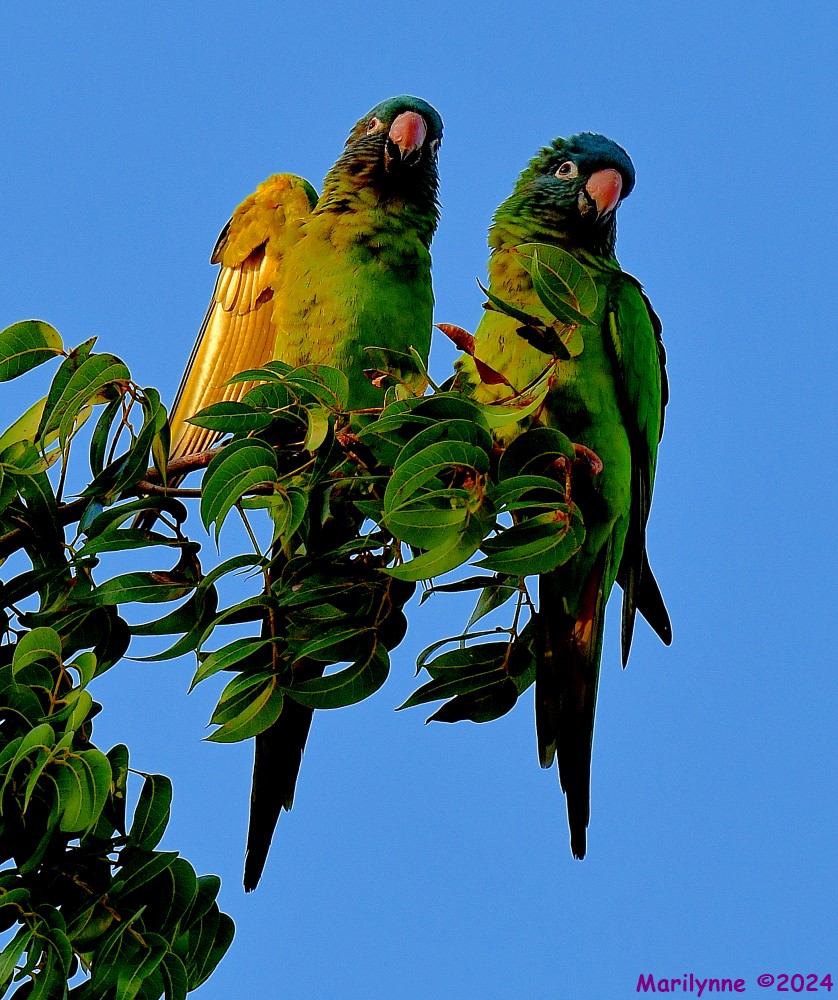 DSC_1701_001.JPG