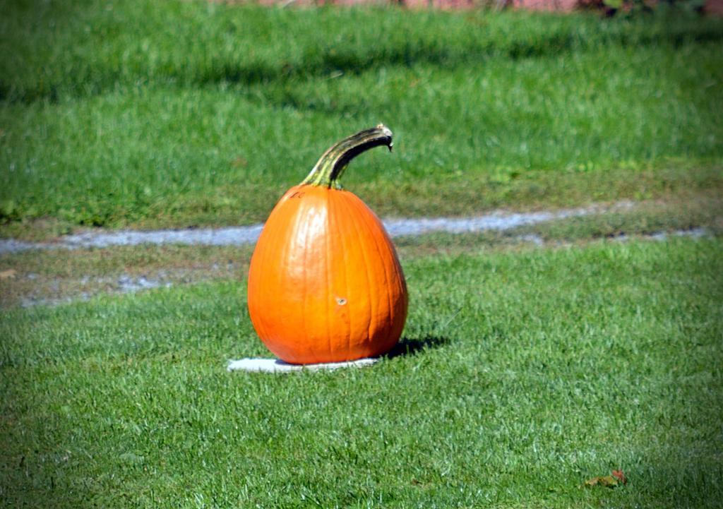 DSC_1703.jpg