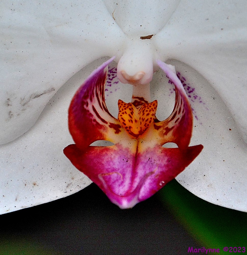 DSC_1704_001.JPG