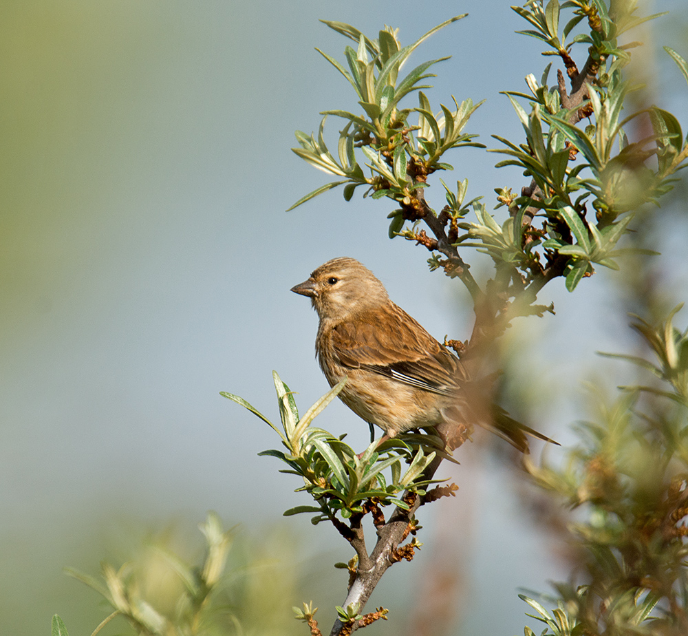 DSC_1707.jpg