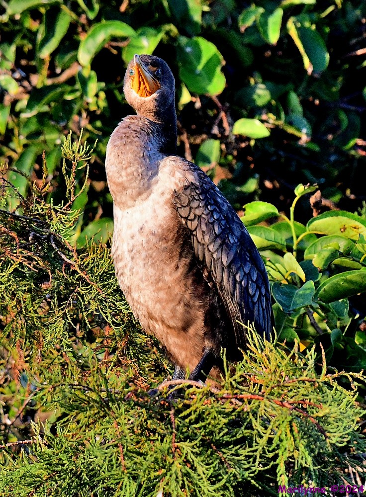 DSC_1707_001.JPG