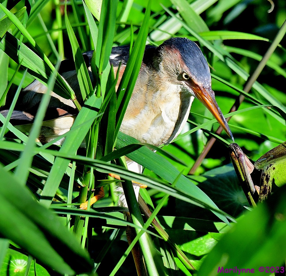DSC_1708_001.JPG