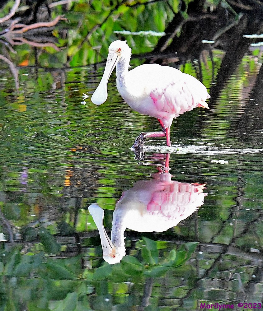 DSC_1708_001.JPG