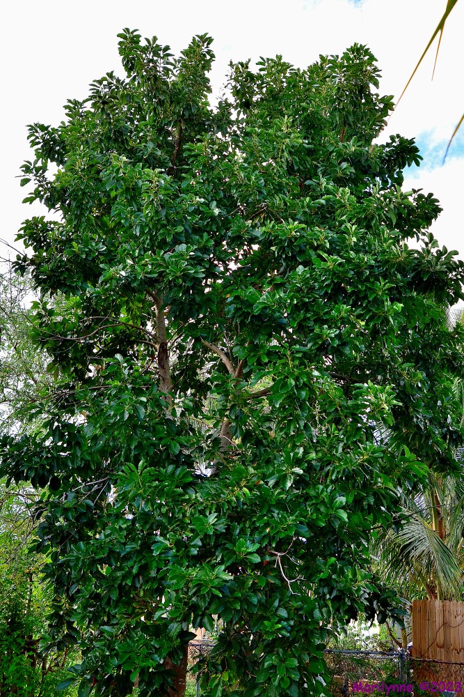 DSC_1708_001.JPG