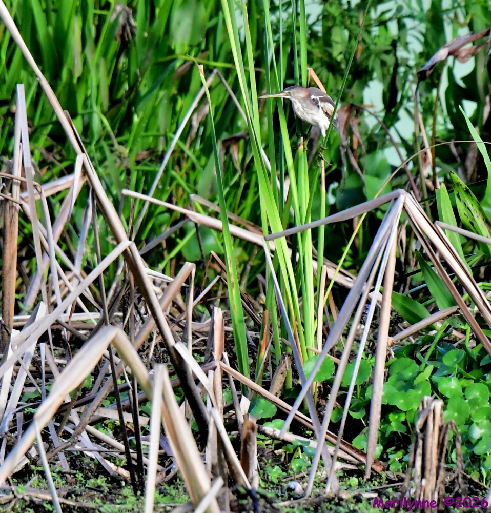 DSC_1708_001.JPG