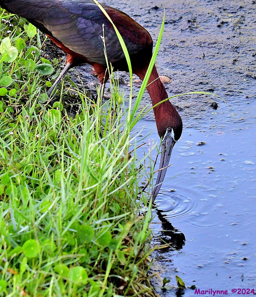 DSC_1711_001.JPG