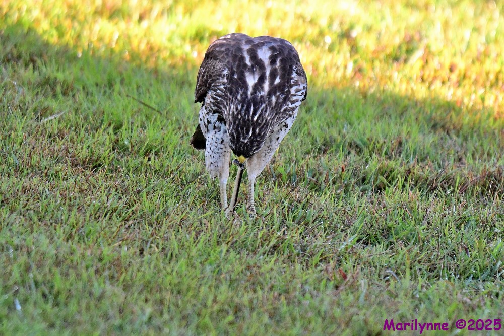 DSC_1717_001.JPG