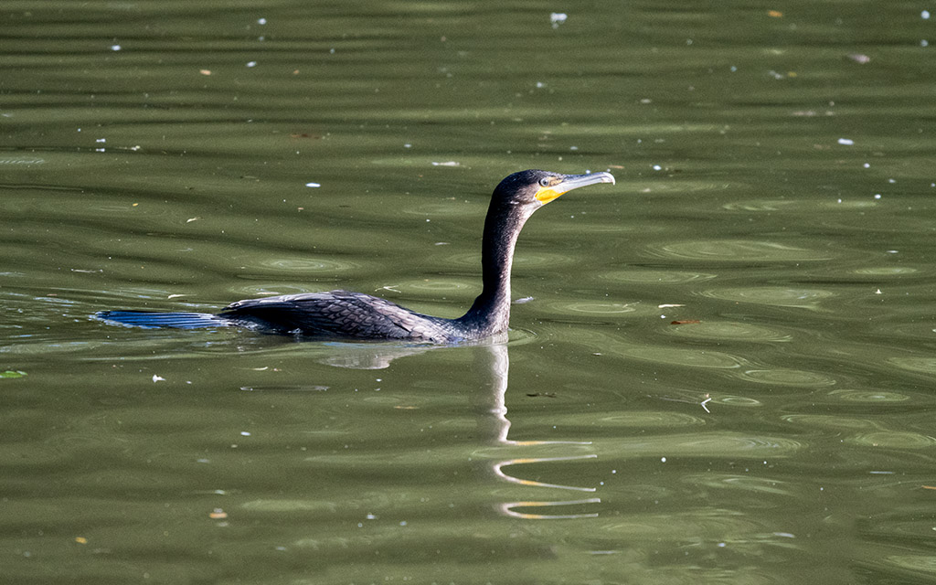 DSC_1720.jpg