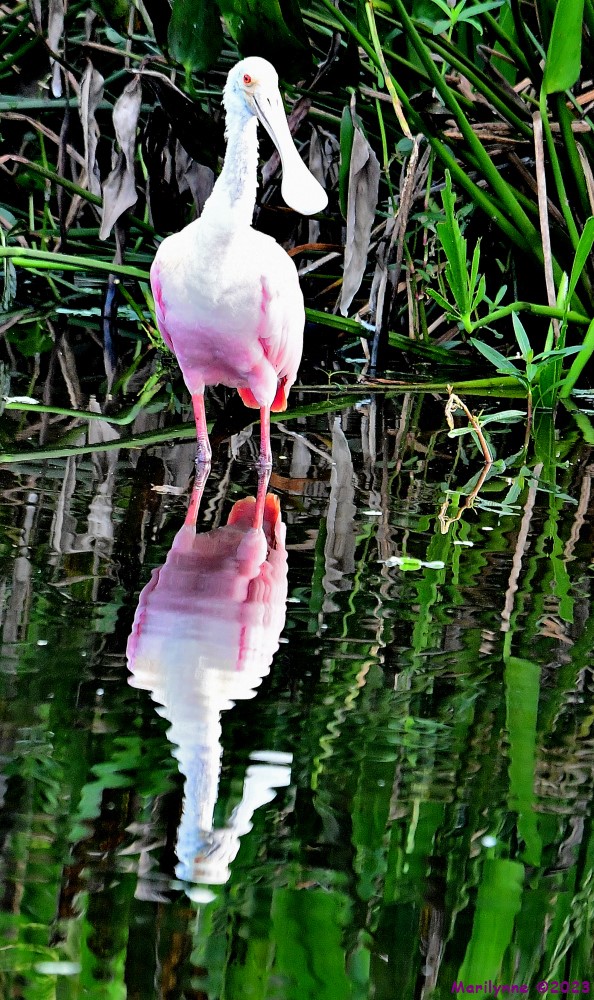 DSC_1720_001.JPG
