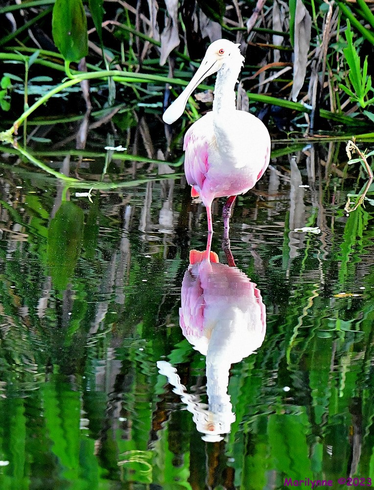 DSC_1721_001.JPG