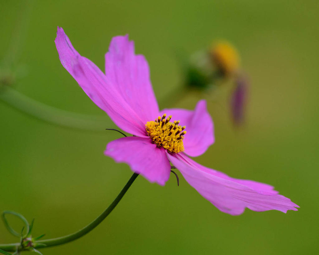 DSC_1724.jpg