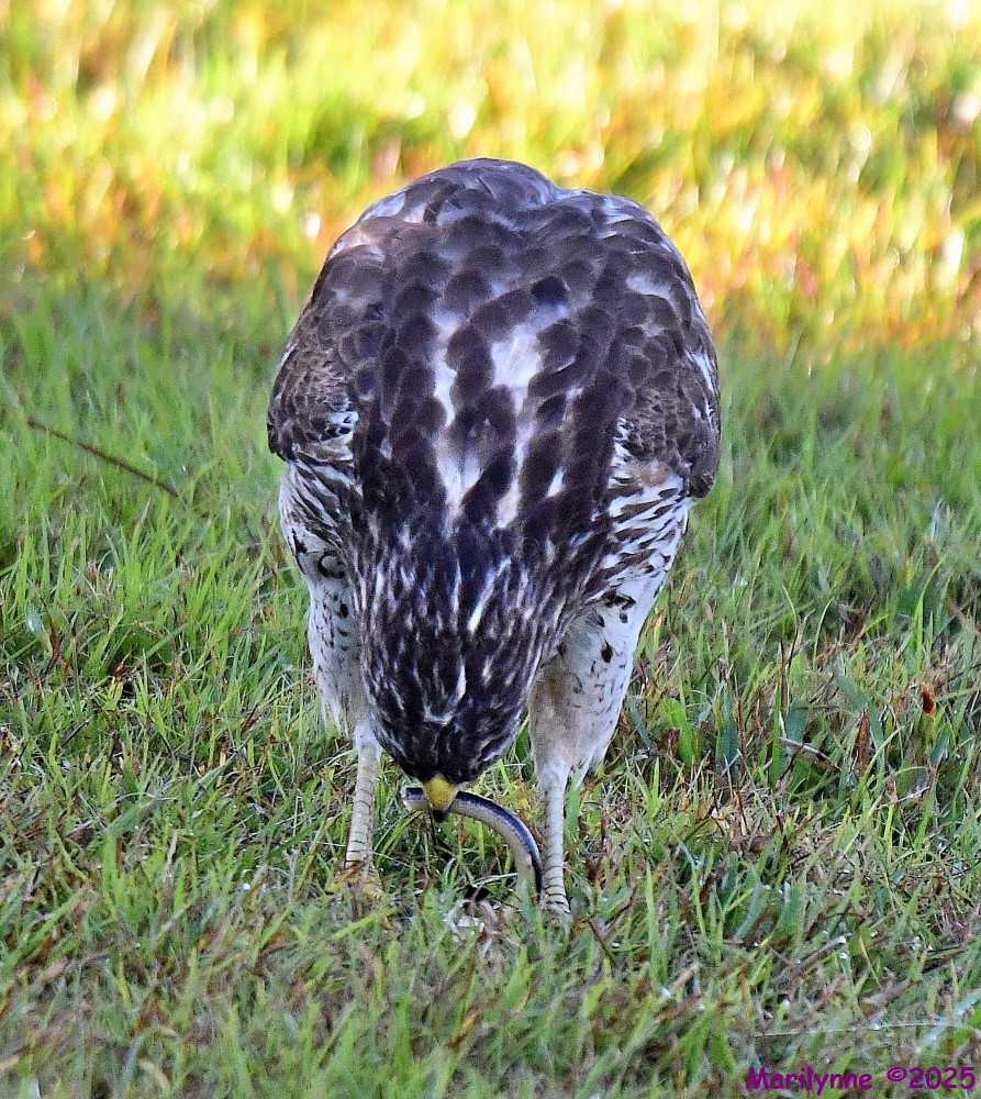 DSC_1727_001.JPG