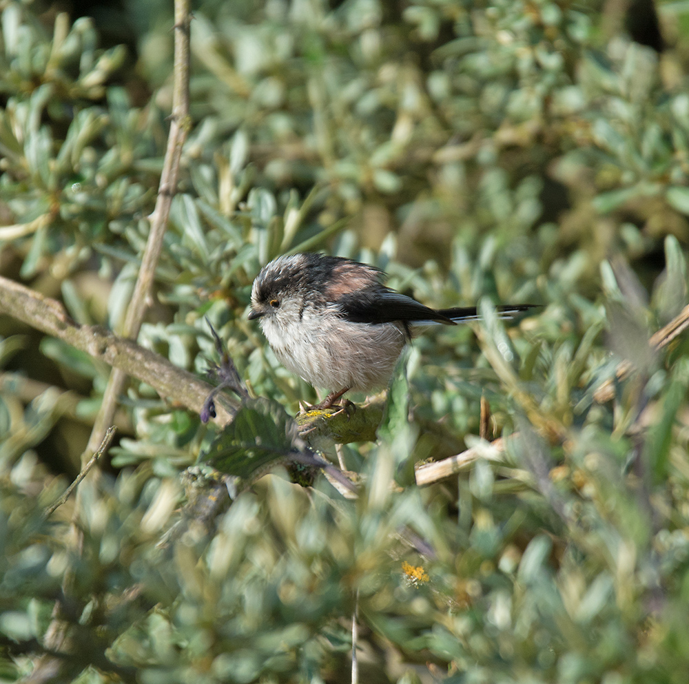 DSC_1729.jpg