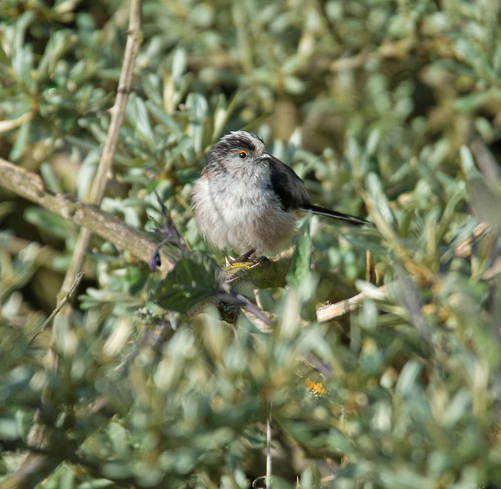 DSC_1732.jpg
