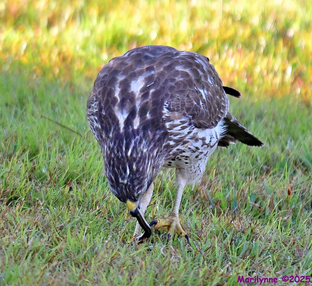 DSC_1732_001.JPG