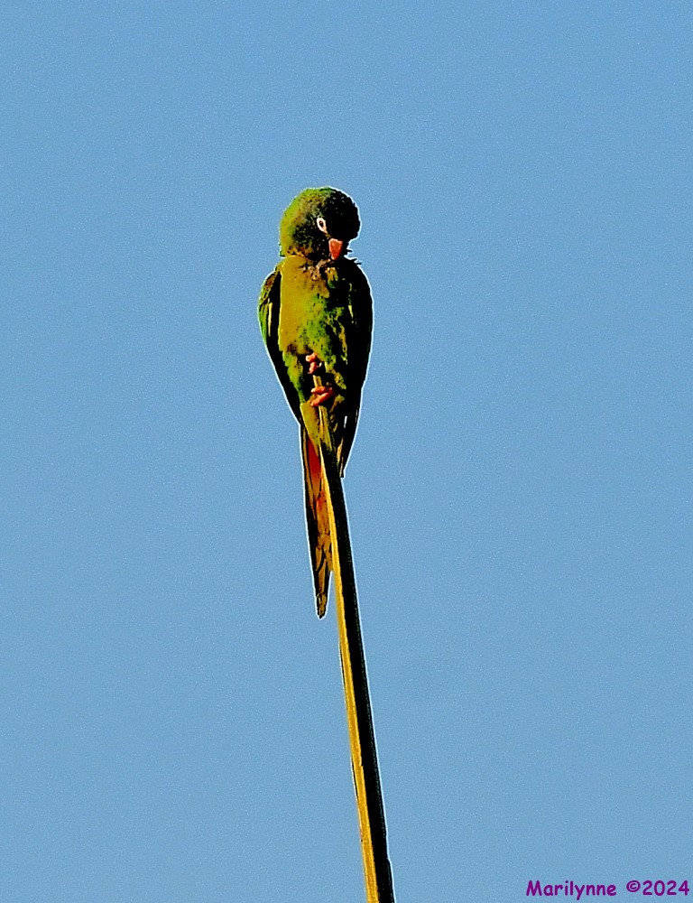 DSC_1738_001.JPG