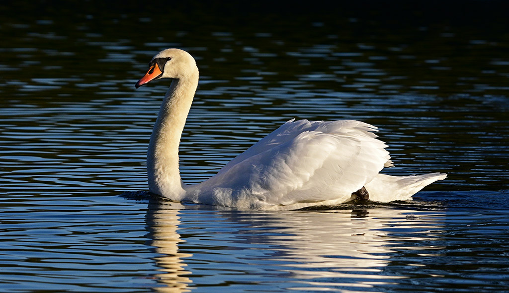 DSC_1739.jpg