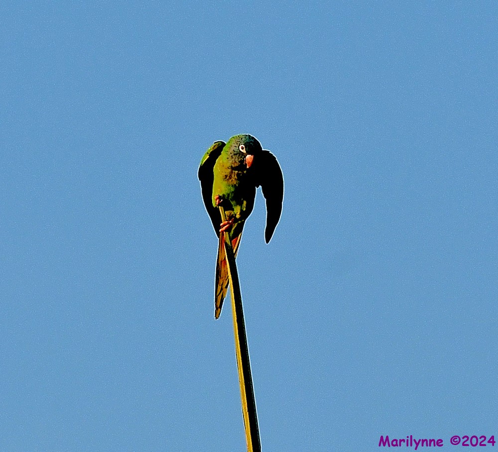 DSC_1739_001.JPG