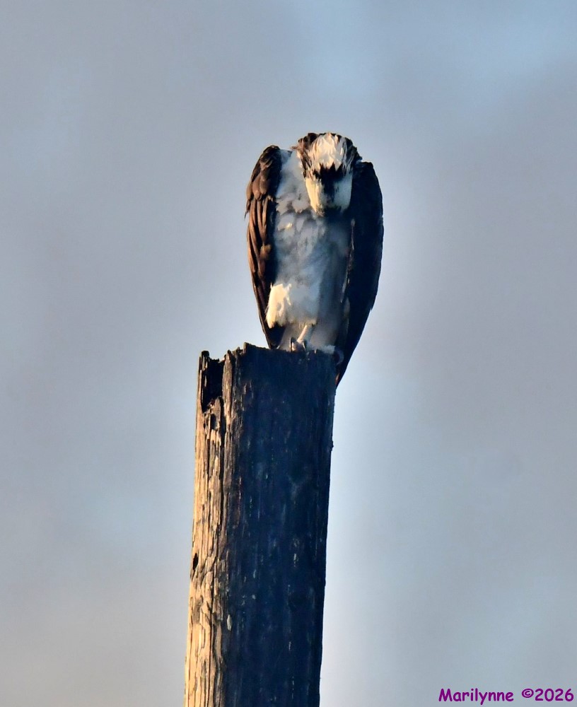 DSC_1739_001.JPG