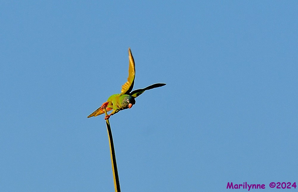 DSC_1740_001.JPG