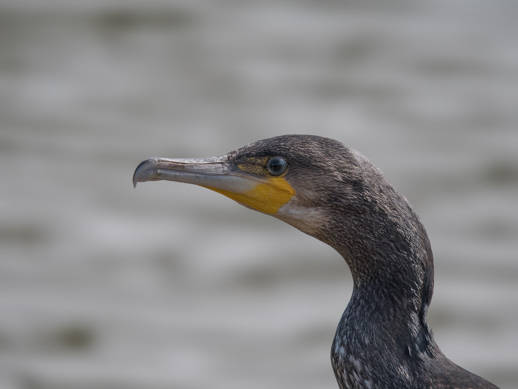 DSC_1740un.jpg
