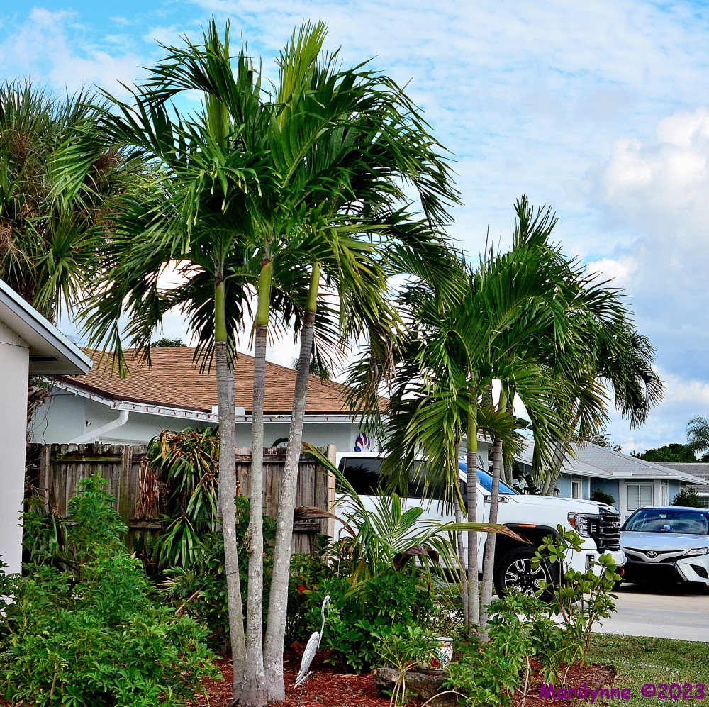 DSC_1742_001.JPG