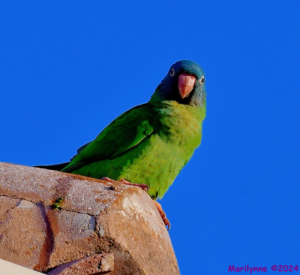 DSC_1742_001.JPG