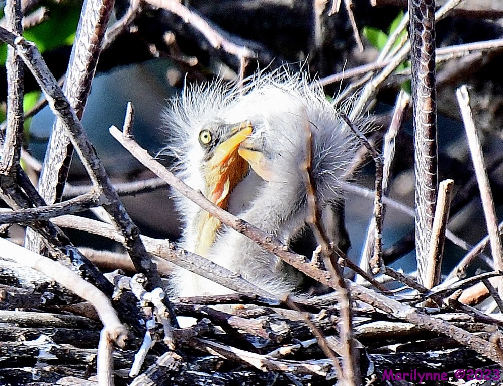DSC_1743_001.JPG