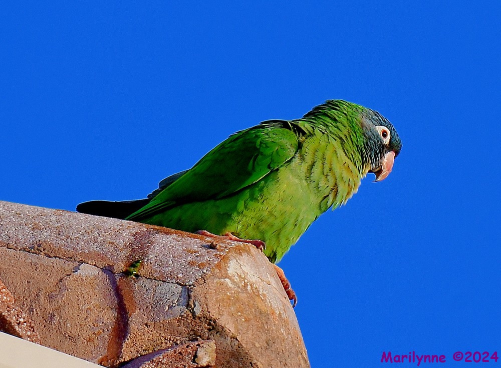 DSC_1744_001.JPG