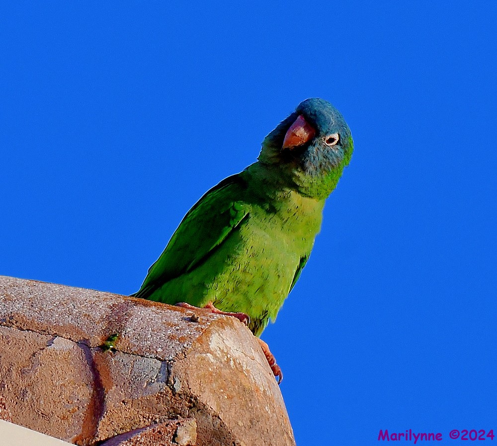 DSC_1748_001.JPG